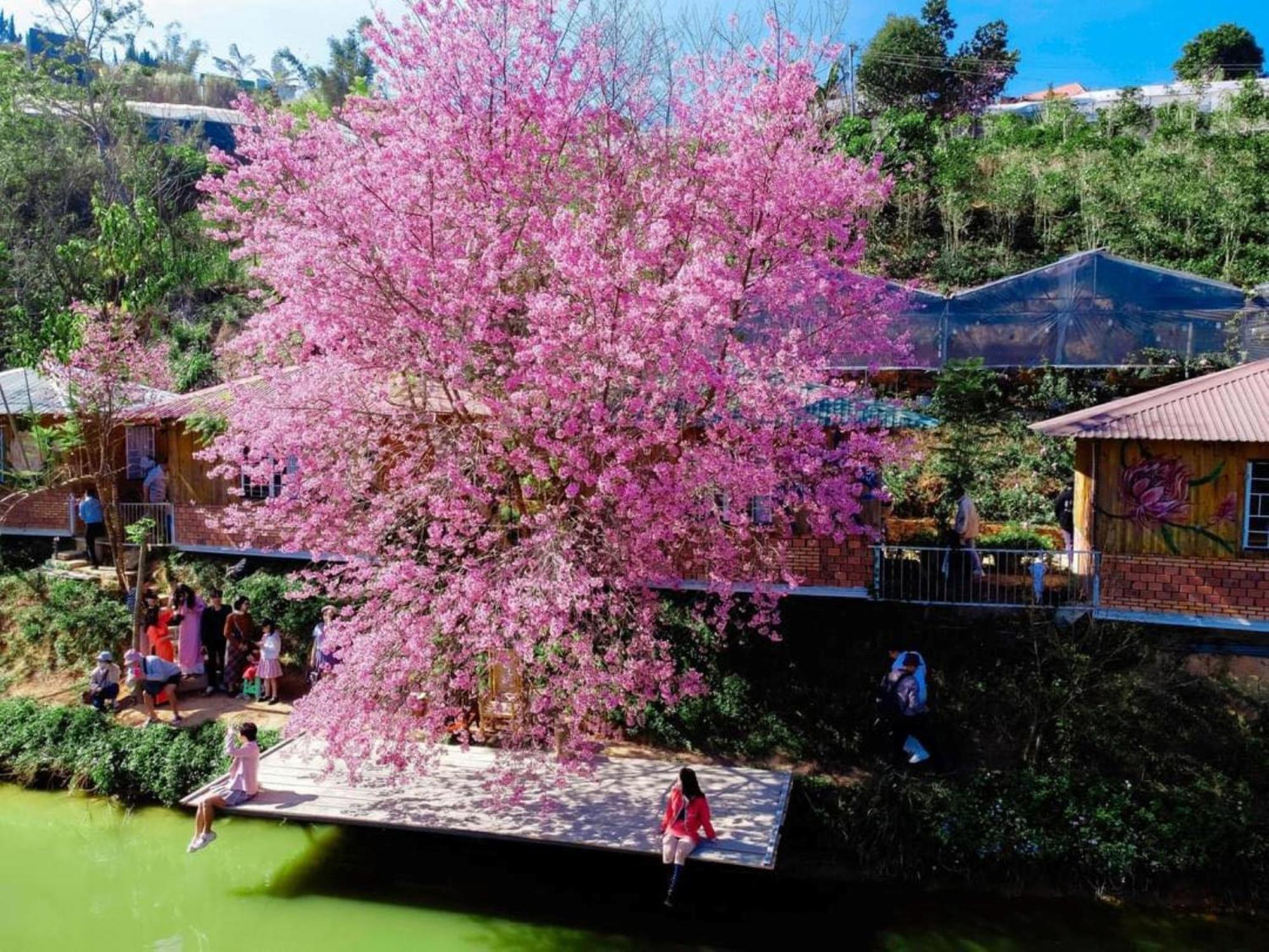 Nha Ben Ho - Da Lat Homestay Εξωτερικό φωτογραφία